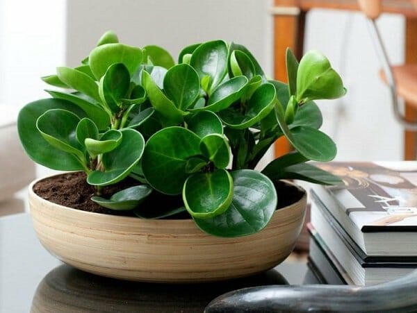 Cây trường sinh: Đặc điểm, ý nghĩa phong thủy và cách trồng - phongthuyhoangcung.com
