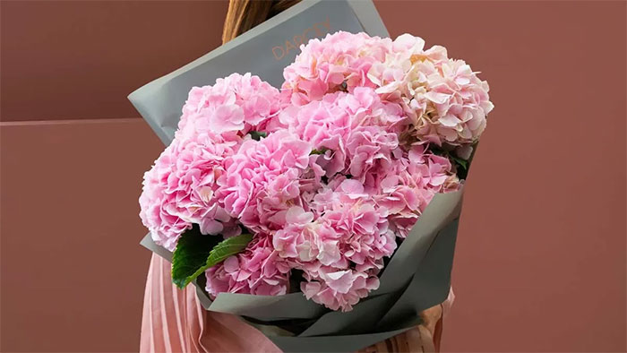 Ý Nghĩa Của Hoa Cẩm Tú Cầu
