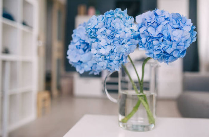 Ý Nghĩa Của Hoa Cẩm Tú Cầu