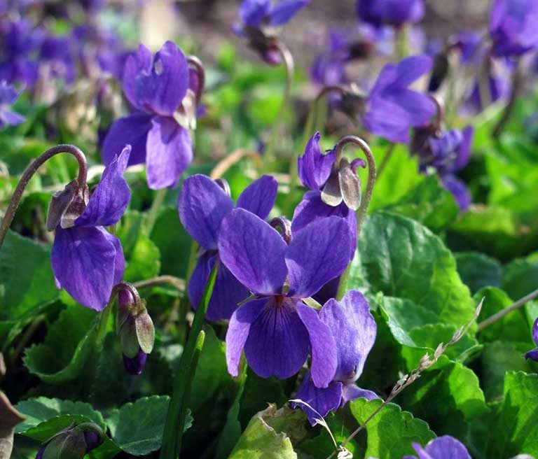 hoa violet Ý nghĩa Hoa Violet | Tượng trưng cho sự thủy chung trong tình yêu