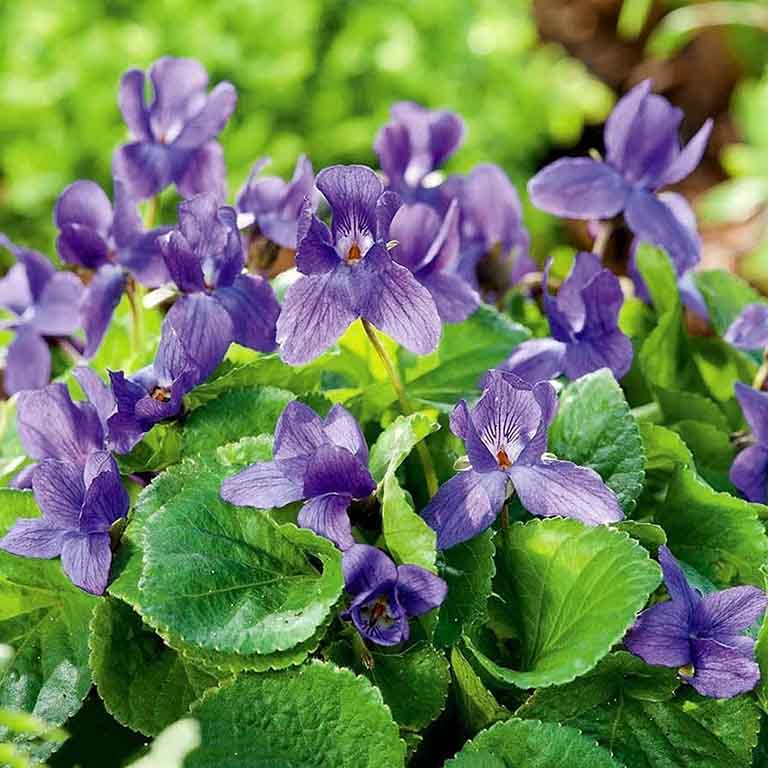 hoa violet Ý nghĩa Hoa Violet | Tượng trưng cho sự thủy chung trong tình yêu