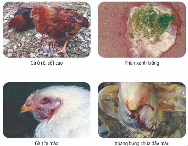 Bệnh tụ huyết trùng trên gà và cách phòng trị hiệu quả nhất