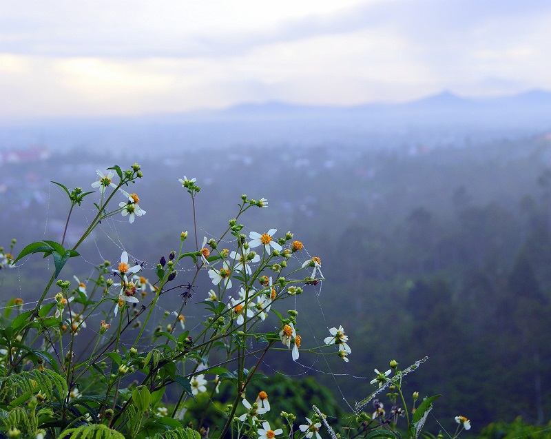 Ý nghĩa của hoa anh túc là gì? Những công dụng bất ngờ của hoa anh túc