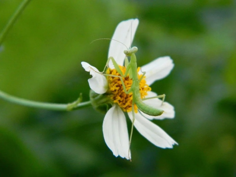 Ý nghĩa của hoa anh túc là gì? Những công dụng bất ngờ của hoa anh túc