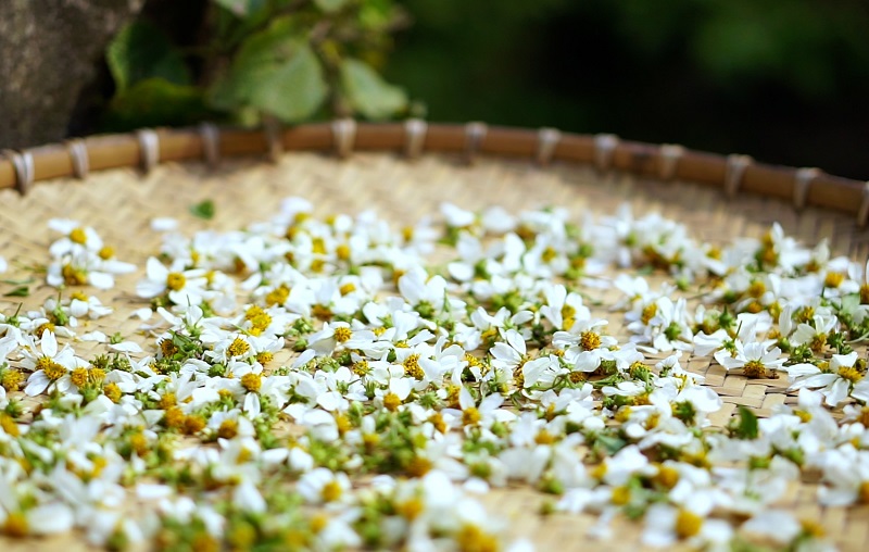 Ý nghĩa của hoa anh túc là gì? Những công dụng bất ngờ của hoa anh túc