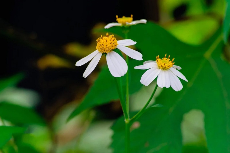 Ý nghĩa của hoa anh túc là gì? Những công dụng bất ngờ của hoa anh túc