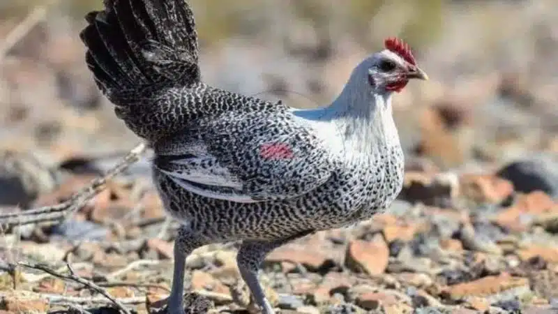 Nuôi và chăm sóc gà Ai Cập đúng kỹ thuật