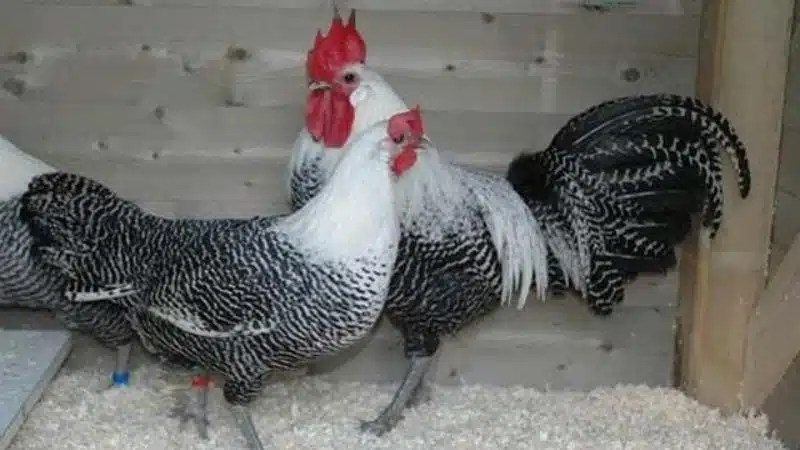 Đặc điểm gà Ai Cập – giống gà siêu trứng năng suất cao