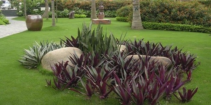 Cây Lẻ Bạn trong làm đẹp cảnh quan và y học