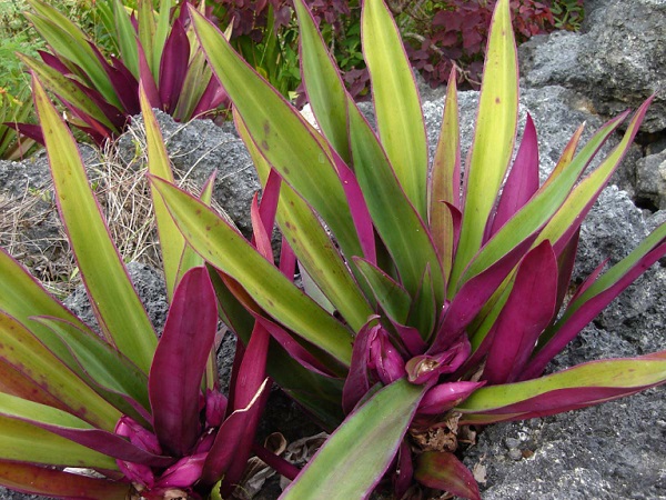 Hướng dẫn kỹ thuật trồng Cây Lẻ Bạn