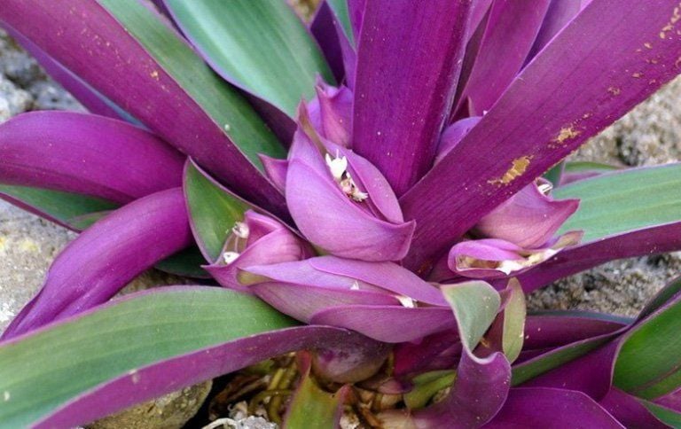 Đặc điểm nhận dạng của Cây Lẻ Bạn