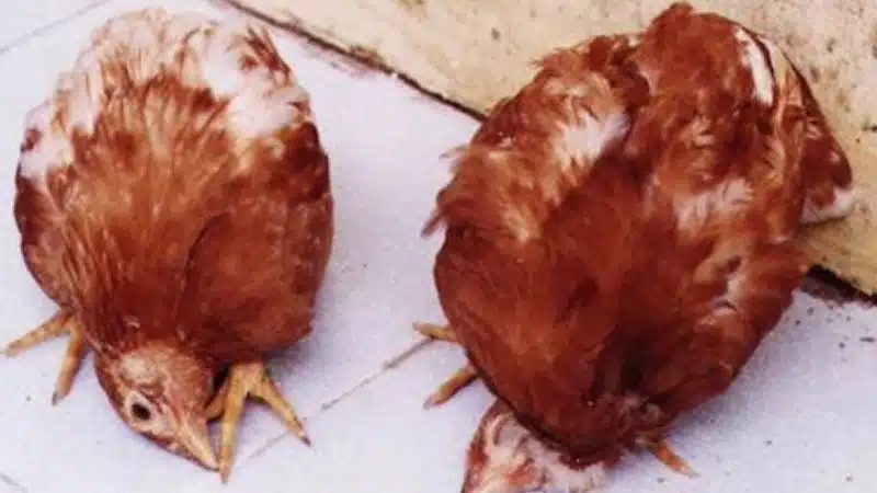 Triệu Chứng Bệnh Newcastle ở Gà Và Thuốc điều Trị Hiệu Quả